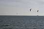 259KiteMania_Buesum